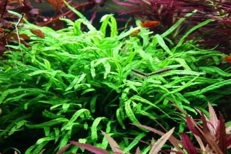 Preview: Microsorum pteropus Trident Javafarn auf Wurzel mit Saugnapf